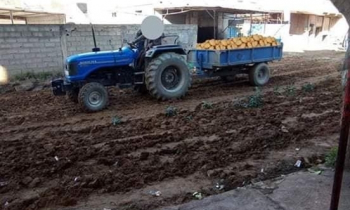 أهالي مدينة جزائرية يحرثون الطرقات ويحولونها إلى حقول للبطاطا والجزر