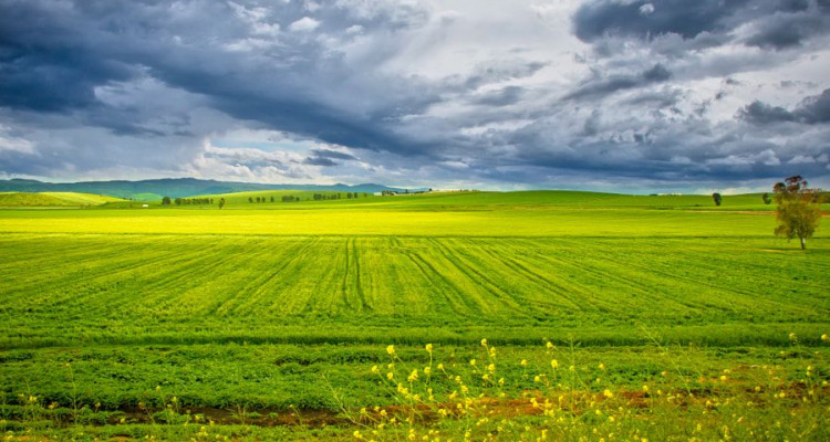 nature