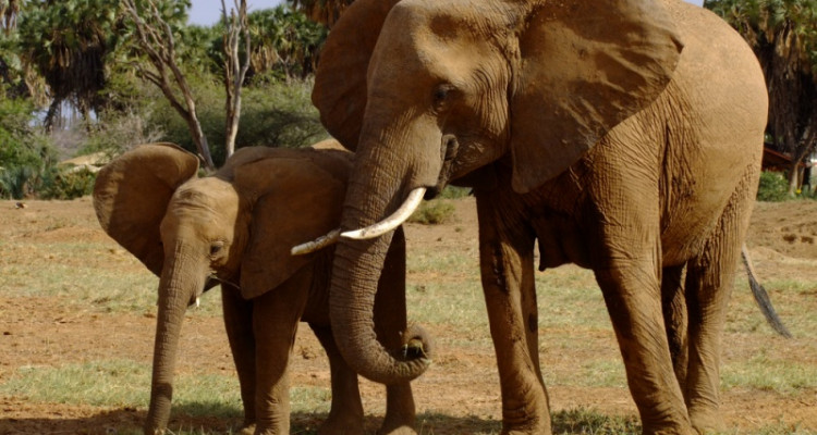 Journée mondiale des éléphants