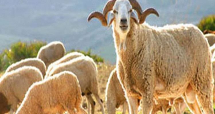 اضاحي العيد بالميزان : تحديد سعر موحد بـ 13 دينار للكغ الواحد حي 