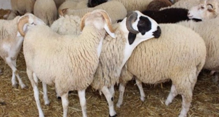 شركة اللحوم تعلن عن موعد انطلاق بيع أضاحي العيد