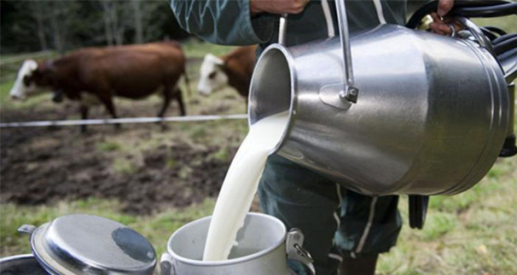 توقف تجميع الحليب بداية من 23 جوان الجاري