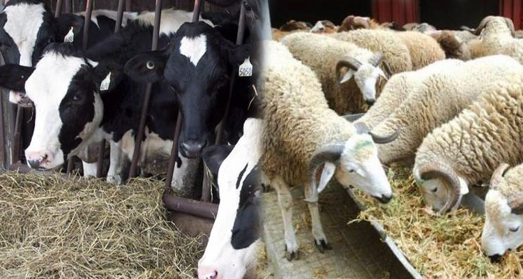 القيروان: حجز 8  أبقار و150 رأس غنم داخل مستودع سيارات