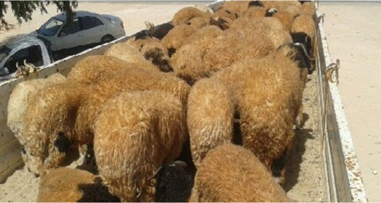 قفصة: ضبط 492  رأس غنم مهربة من الجزائر