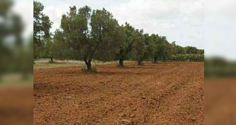 سوسة: الدولة تسترجع عقارا دوليا فلاحيا بمنزل المحطة