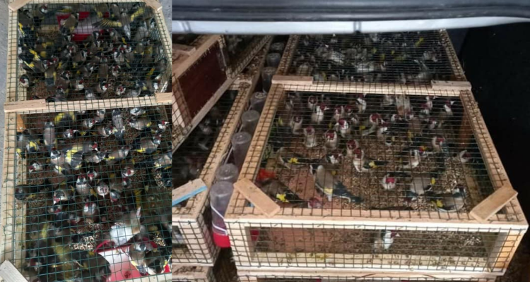 الرقاب: احباط محاولة تهريب 420 طائرا من نوع "الحسون"