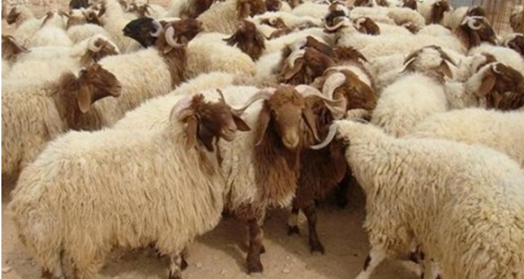 المتلوي: حجز 82 رأس غنم مهربة