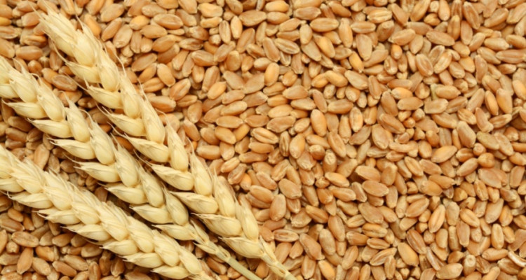 الأزمة الأوكرانية تربك إمدادات السلع الغذائية وترفع أسعارها