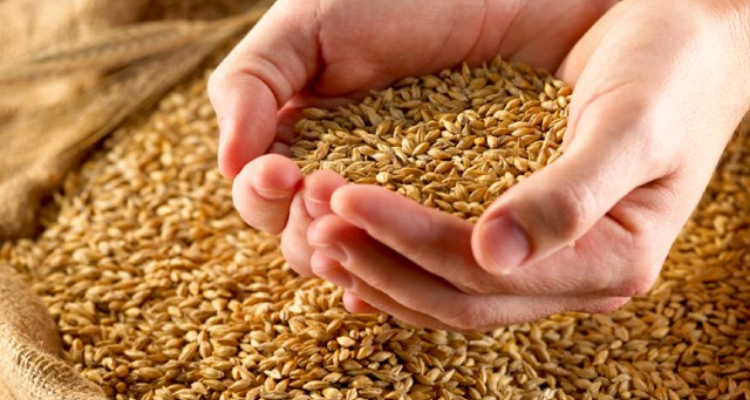 تونس تعلن عن قيمة مخزونها من القمح المستورد من روسيا وأوكرانيا