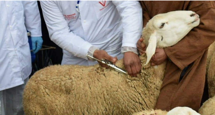 وزارة الفلاحة: انطلاق الحملات الوطنية للتلقيح ضد الأمراض الحيوانية