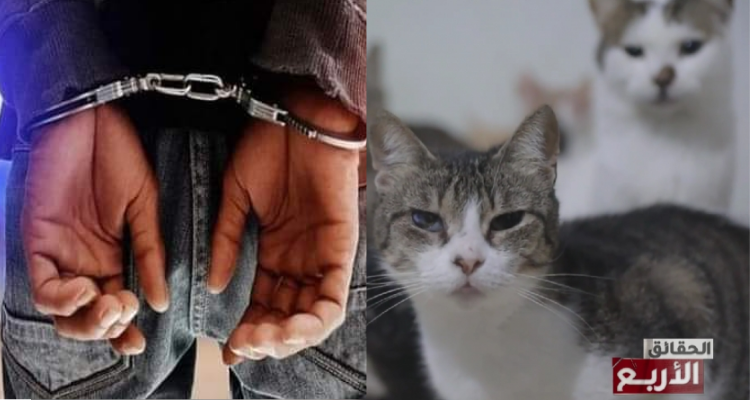 صفاقس: القبض على نفرين مورطين في قضية "صاحبة القطاطس"