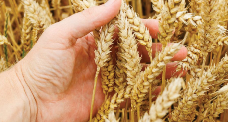 وزارة الفلاحة: وضع خطّة لتحقيق الاكتفاء الذاتي من القمح الصلب
