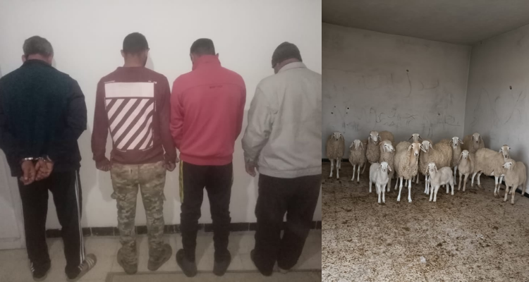 المتلوي: تفكيك شبكة مختصة في سرقة المواشي وحجز 17 رأس غنم