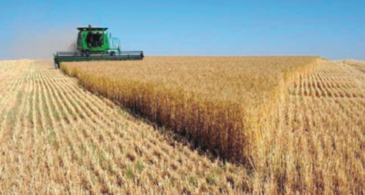 المغرب  يفقد نصف محصول الحبوب بسبب الجفاف