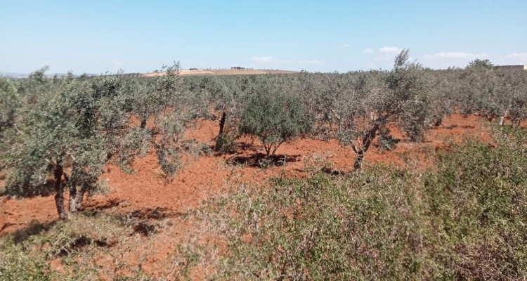 النفيضة : استرجاع عقار دولي فلاحي يمسح 10 هكتارات وخاضع لنظام الغابات