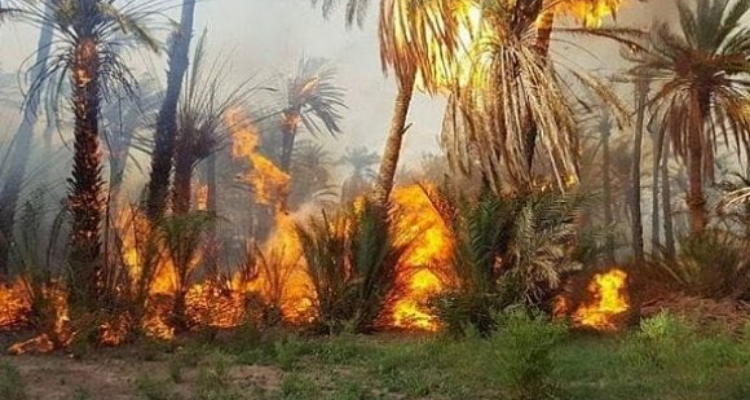 اندلاع حريق  بغابة نخيل  بحامة قابس