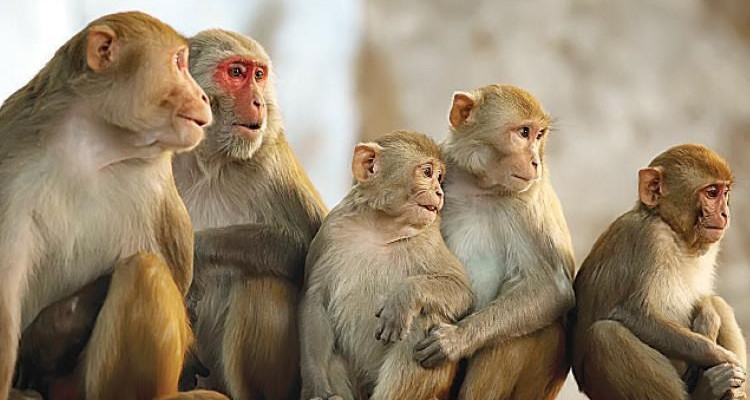 بريطانيا تسجل أول اصابة بفيروس مصدره القرود