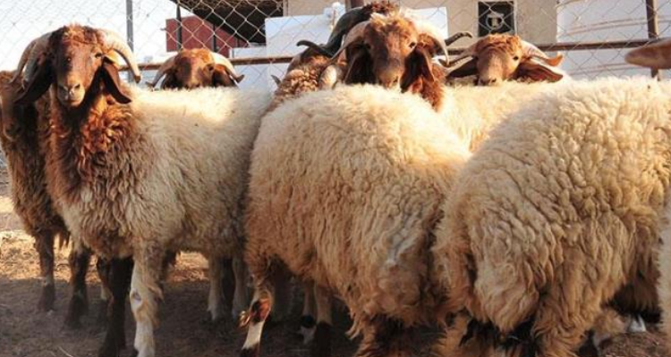 الاتفاق على بيع اضاحي العيد بـ 14 دينارا للكيلوغرام  الواحد