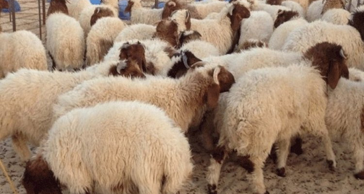 بقيمة تتراوح بين 100 و150 دينار: ارتفاع  أسعارالأضاحي  بسيدي بوزيد