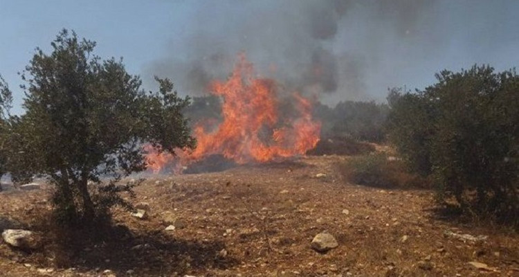 بني خلاد: حريق ببئر دراسن يأتي على أكثر من 5 هكتارات من الأشجار المثمرة