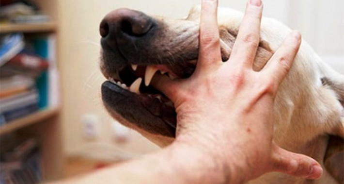 وزارة الصحة تدعو الى الإلتزام بالتلقيح السنوي للكلاب والقطط