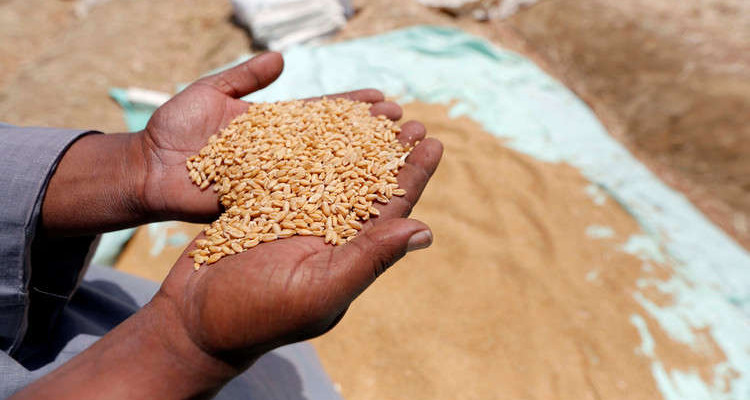 ميناء رادس: تفريغ باخرة محمّلة بالقمح اللين