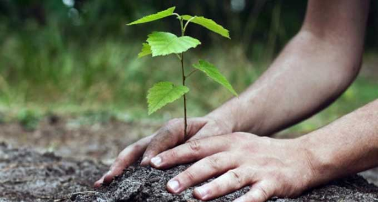 اطلاق حملة  وطنية لغراسة 5 مليون شتلة غابية