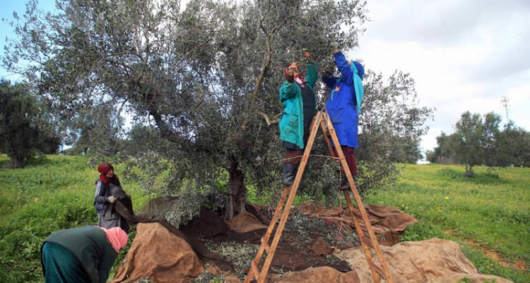قفصة: إعطاء إشارة انطلاق موسم جني الزيتون للموسم الفلاحي الحالي
