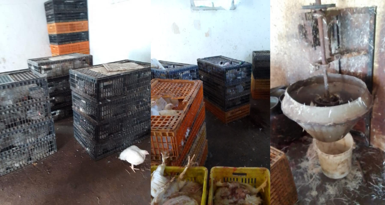 منوبة: حجز 300 طير من الدجاج الحي والمذبوح داخل مخزن عشوائي