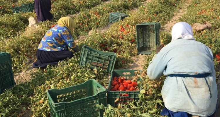 رئيس إتحاد الفلاحة: لتونس من الامكانيات ما يجعلها قادرة على تحقيق أمنها الغذائي