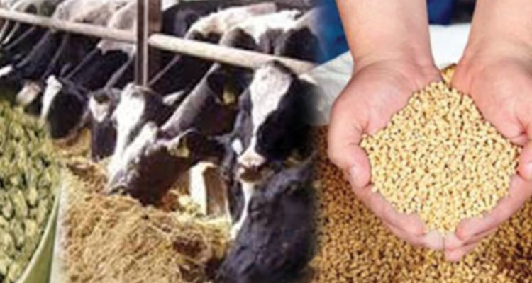 اتحاد الفلاحة بالكاف يدعو الحكومة إلى الإسراع بتوفير الأعلاف المدعمة