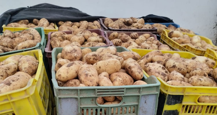 المهدية: حجز 2.5 طن من البطاطا و300 لتر من الحليب