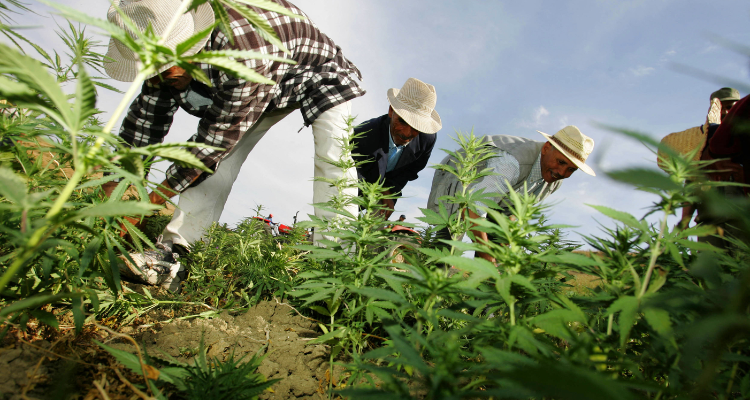 بعث أول مصنع للقنب الهندي في المغرب