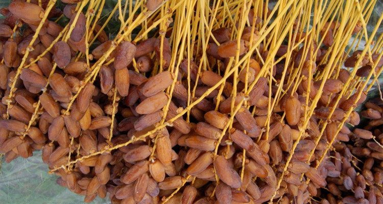 مرصد الفلاحة: تصدير اكثر من 100 الف طن من التمور بقيمة ناهزت 600 مليون دينار