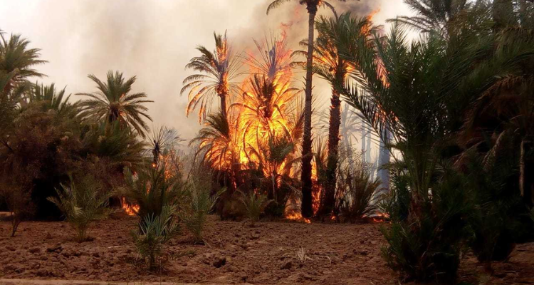 توزر: حريق بالواحة القديمة يأتي على 16 نخلة و15 شجرة مثمرة