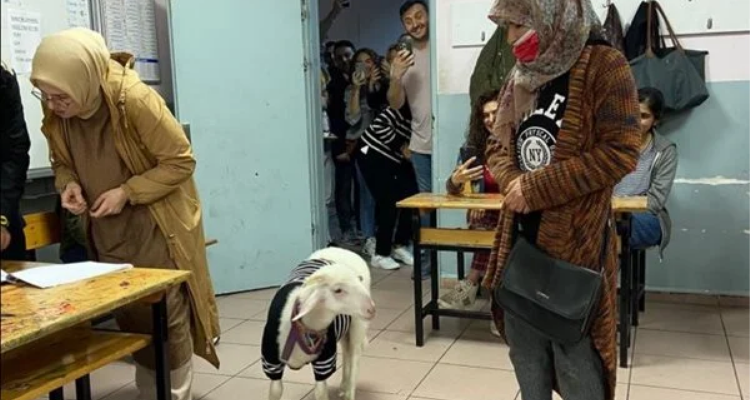 ماعز زائر في أحد مراكز الاقتراع بتركيا (فيديو)