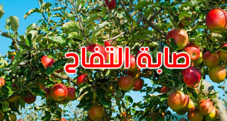القصرين: زيادة في صابة التفاح بـ10 آلاف طنّ