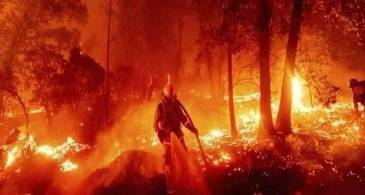 باجة: حريق بتيبار يأتي على قرابة 60 هكتارا من الاشجار الغابية 