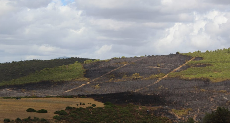 وزير الفلاحة يعاين الغابات المحترقة ببنزرت وباجة وجندوبة