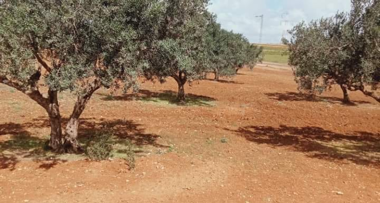 جندوبة: استرجاع عقار دولي فلاحي يمسح 3 هكتارات
