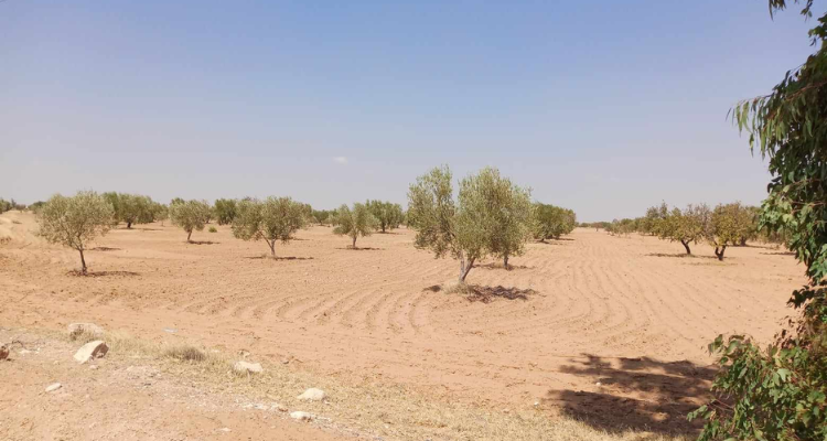 المهدية: استرجاع العقار الدولي الفلاحي ''هنشير الشارب''