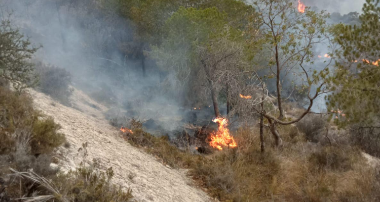 سليانة: تواصل المجهودات  لإخماد حريق جبل بوعبد الله بكسرى