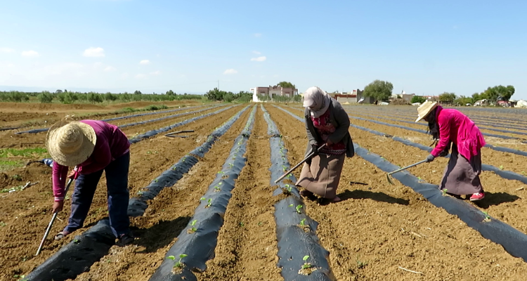 وزارة الاسرة: إحداث 1066 مورد رزق بين ديسمبر 2022 وأوت 2023