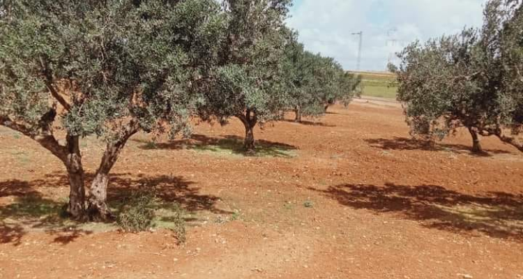 ولايتي القيروان والقصرين: وزارة أملاك الدّولة تسترجع 106,5 هكتارا من أراضيها