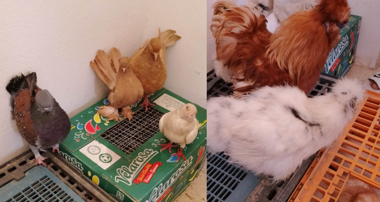 جندوبة: حجز عدد من الطيور والحيوانات المهربة من الجزائر