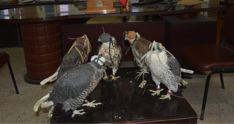 مدنين : حجز 5 صقور ملكية نادرة