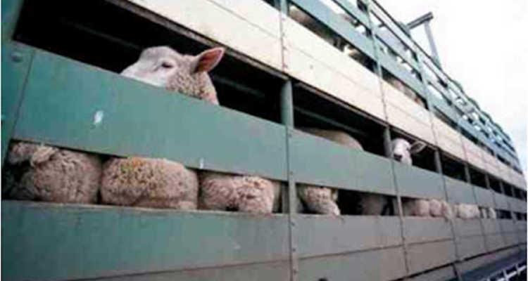 قفصة:  ضبط شاحنة محملة بـ 37 رأس غنم مهربة