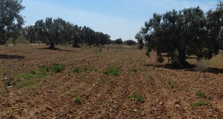 صفاقس وجندوبة: استرجاع عقارين دوليين فلاحيين بمساحة 64 هكتارا