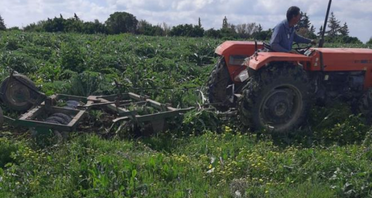 أوتيك: إتلاف مساحة هامة من القنارية تعمّد صاحبها سقيها  بالمياه غير المعالجة