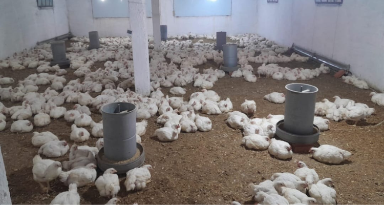 قربة: حجز 800 طير دجاج داخل مسلخ عشوائي